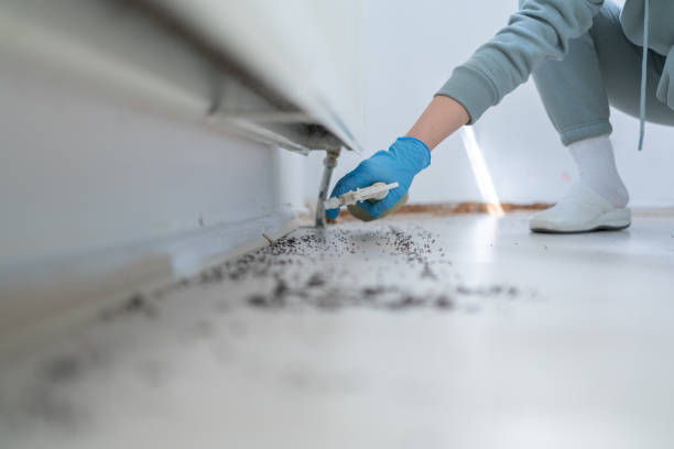 Best Flea Control Services  in Sac City, IA